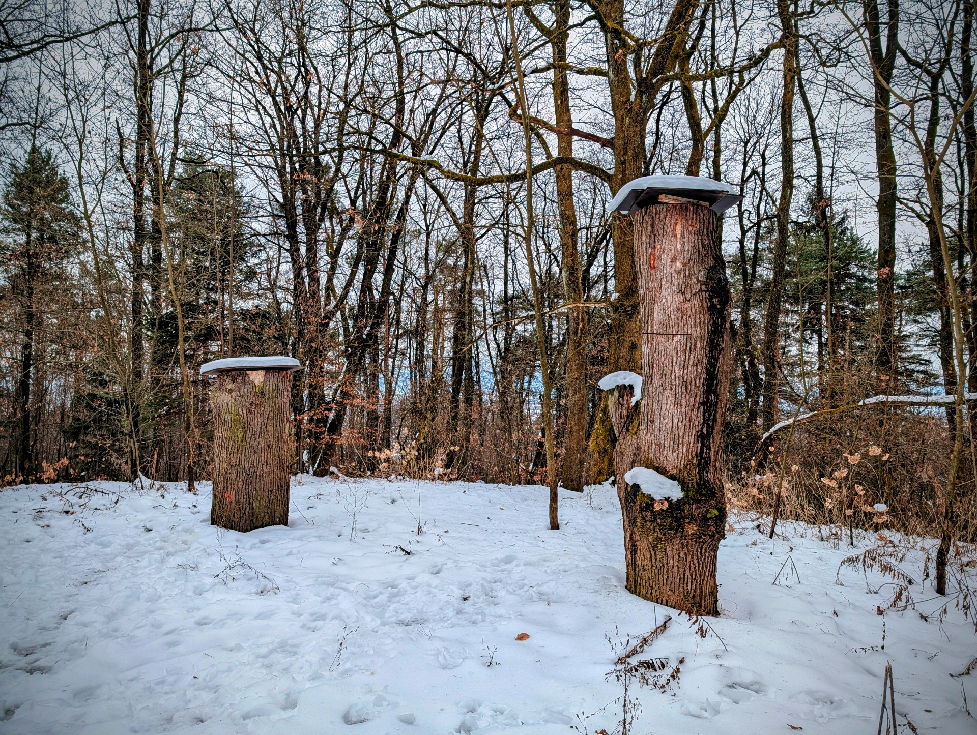 Šišenski hrib - slika 4